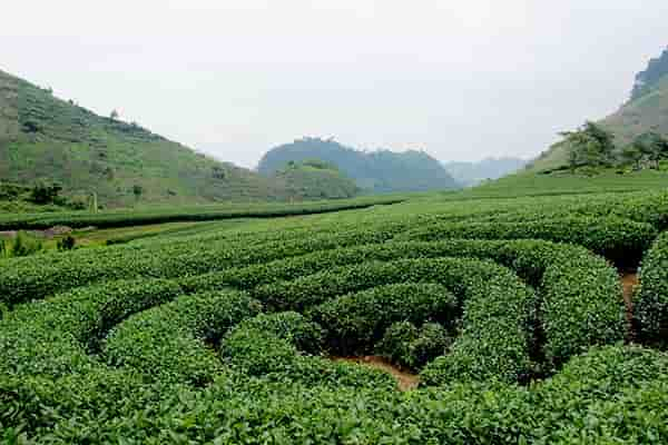 Moc Chau - Vietnam