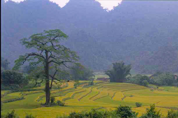 Caobang/Vietnamexploration - Jour 5 : Bao Lac, Dong Van - Caobang/Vietnamexploration