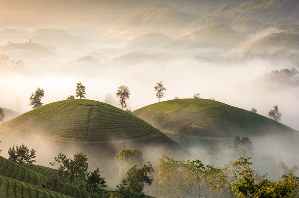 Voyage Vietnam/Collines de Thé vert de Long Coc