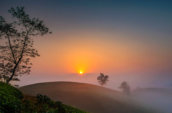 Voyage Vietnam/Collines de Thé vert de Long Coc