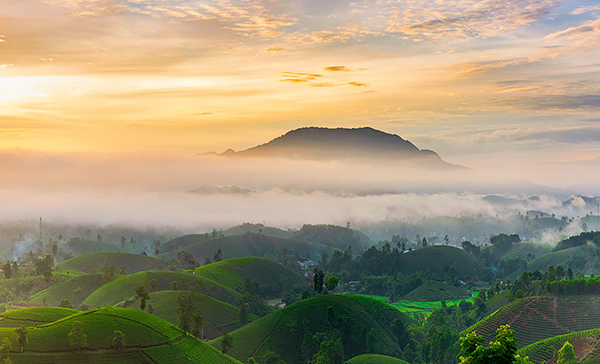 Voyage Vietnam/Collines de Thé vert de Long Coc