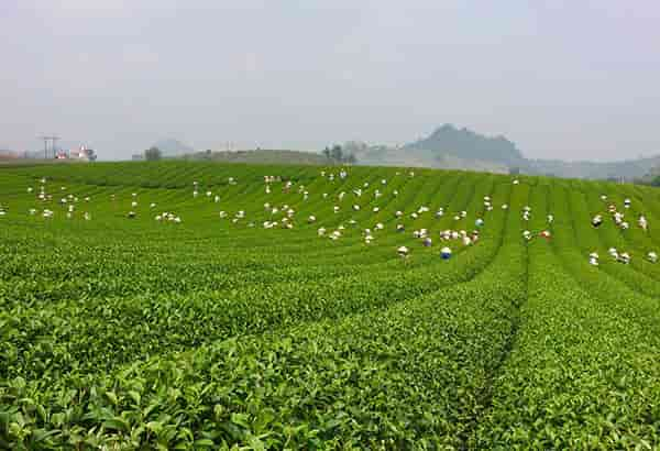  - Day 2: Pu Luong, Moc Chau - Motorbike trip on North West Vietnam - Moc Chau