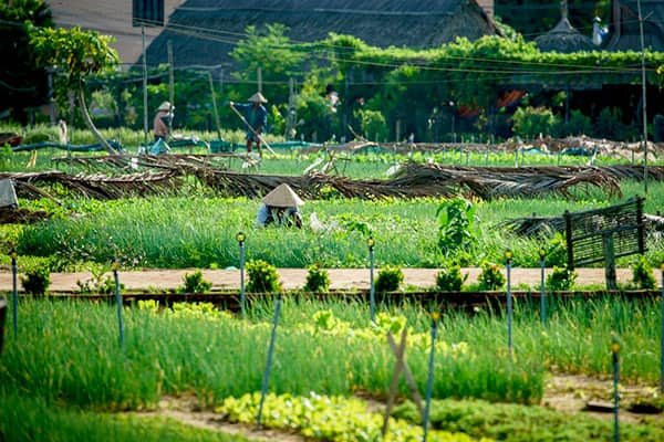 Voyage Hoi An - Centre Vietnam - Campagne