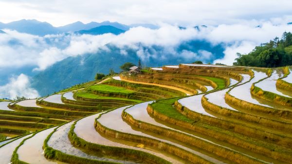 hoang su phi