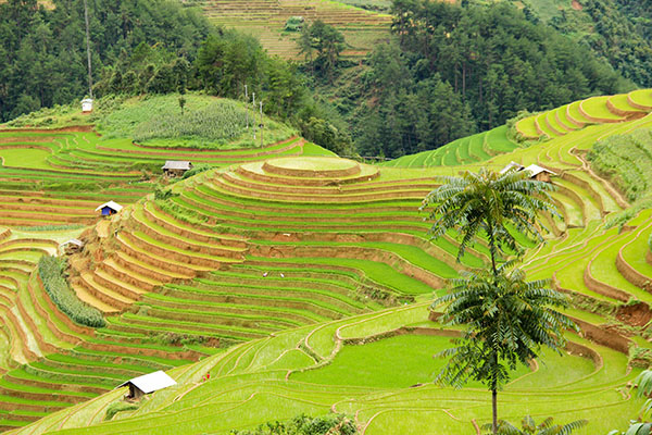 Mu cang chai et ses sublimes rizières en terrasse