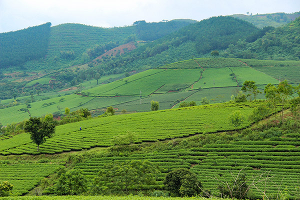 Champs du thé vert à Nghia Lo Road trip moto Vietnam à Nghia lo