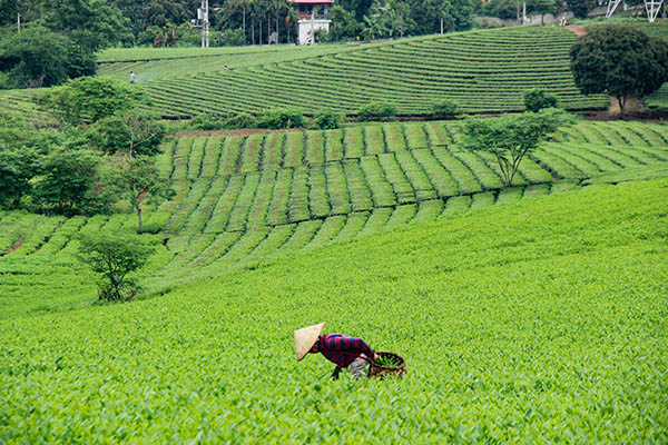 Road trip Vietnam/Nghia Lo