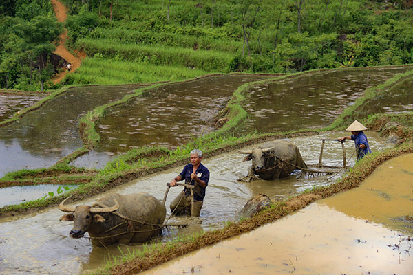 reservenaturellePuluong/Vietnamexploration - Jour 3 : Ban Hieu, Pho Doan, Hanoï - reservenaturellePuluong/Vietnamexploration