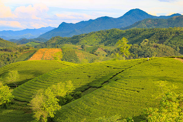 Voyage Vietnam/Collines de Thé vert de Long Coc