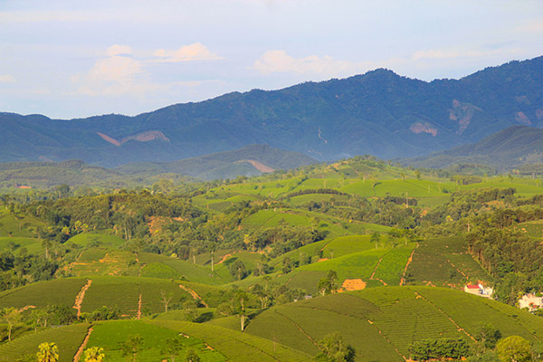 Voyage Vietnam/Collines de Thé vert de Long Coc