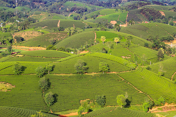 Voyage Vietnam/Collines de Thé vert de Long Coc