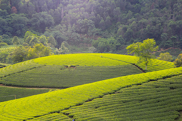 Voyage Vietnam/Collines de Thé vert de Long Coc