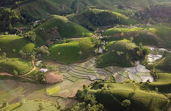 Voyage Vietnam/culture du thé