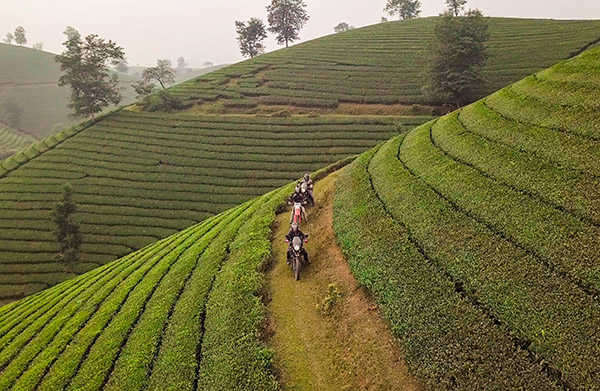 Voyage Vietnam/Collines de Thé vert de Long Coc