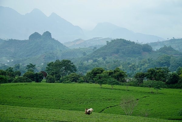 Voyage à moto dans le Nord Vietnam - Paysage Moc Chau