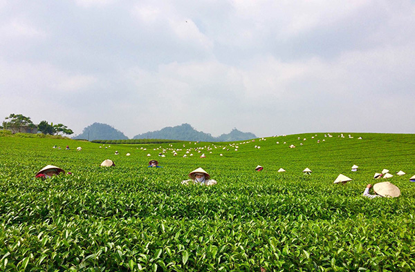 moc chau/ Vietnam exploration