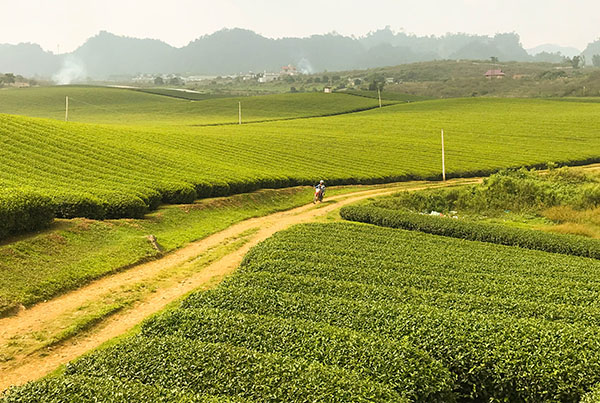 Road trip Vietnam/Moc Chau