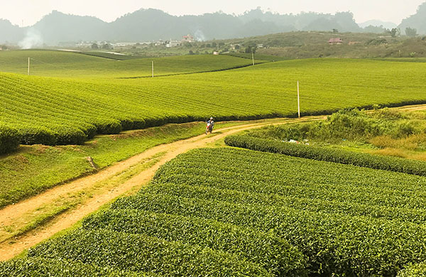 Mocchau/VoyageVietnammoto/Vietnamexploration - Jour 3 : Moc Chau, Nghia Lo - Mocchau/VoyageVietnammoto/Vietnamexploration