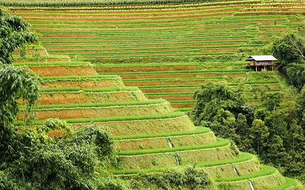 Mu cang chai/ Vietnam exploration