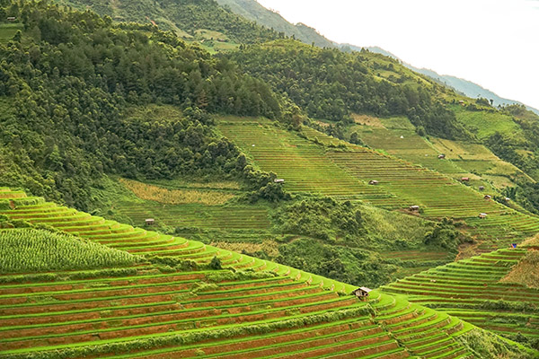 Voyage au Vietnam Voyage au Vietnam/Mu cang chai
