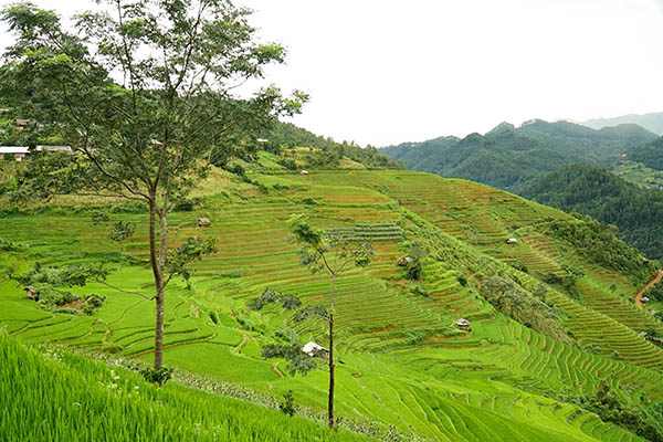 Mucangchai/Vietnamexploration - Jour 3 : Nghia Lo, La Pa Tan, Mu Cang Chai - Mucangchai/Vietnamexploration