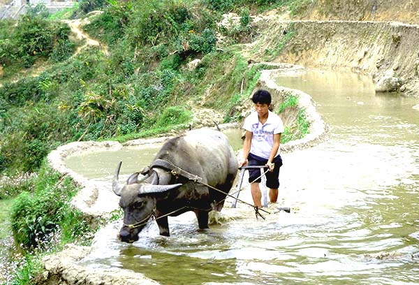 Sapa| Voyage moto Vietnam