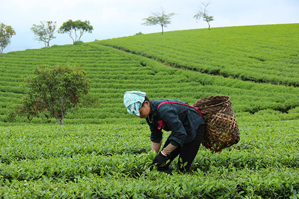 Nghia Lo/Voyage au Vietnam -  - Nghia Lo/Voyage au Vietnam