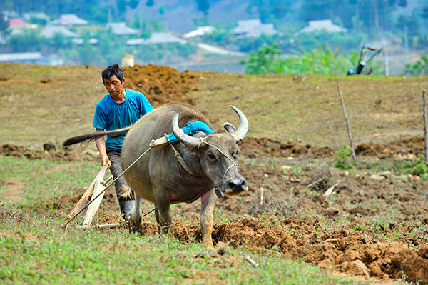 Mu Cang Chai/Voyage au Vietnam -  - Mu Cang Chai/Voyage au Vietnam