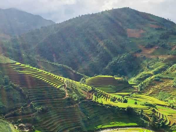  - Day 3: Vu Linh, Bac Ha - Travel in Vietnam - Rice field
