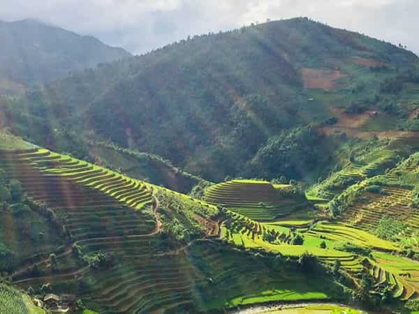  - Day 4: Nghia Lo, Mu Cang Chai, Than Uyen - Motorbike trip on North West Vietnam - Rice fields