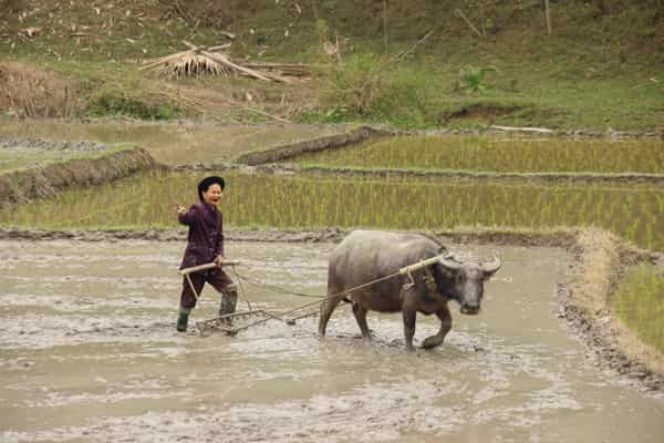  - Day 11: Mu Cang Chai, Nghia Lo - Vietnam from South to North - Nghia Lo