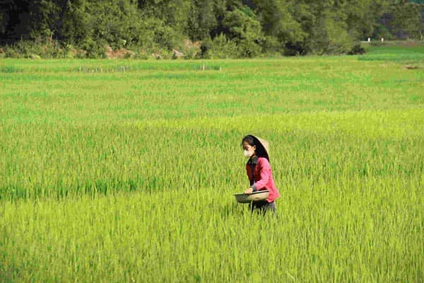 Nghia Lo - Nord du Vietnam - Paysage