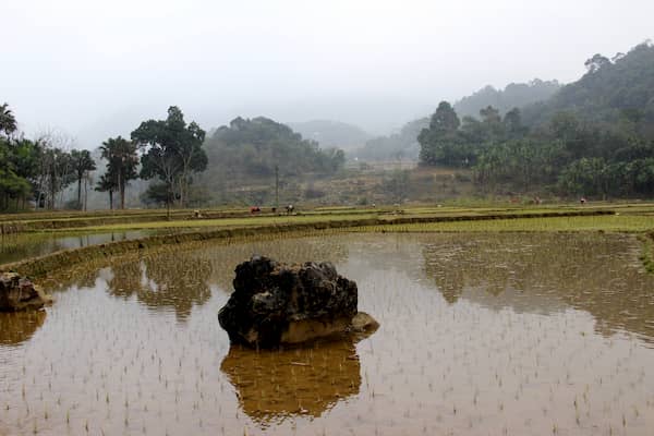 Ngoc Son Ngo Luong - Northern Vietnam - Rice fields