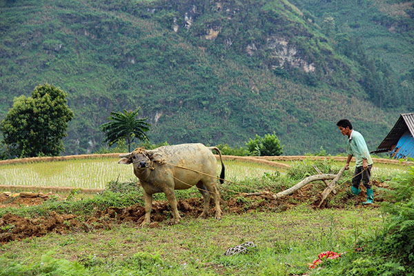 Voyage Vietnam/Bac ha