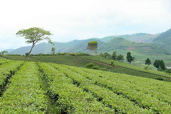 Voyage Vietnam/Nghia Lo