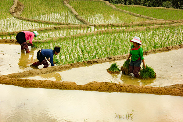 Day 2 Vu Linh, Bac Ha : 190 km